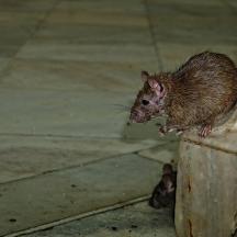 a rat standing on the edge of a column