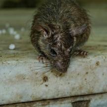 a small animal is standing on a table