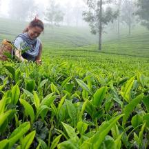 seorang wanita di ladang tumbuhan hijau