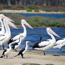 a group of pelicans standing on the beach near the water