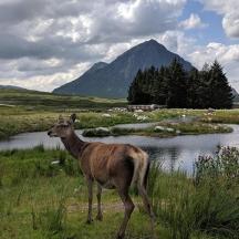 a deer standing in a field next to a river