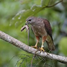 a bird standing on a tree branch with a piece of food in its mouth
