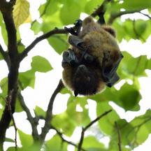 a baby bat hanging from a tree branch