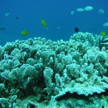 a coral reef with fish in the ocean