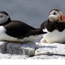 two birds sitting on top of some rocks