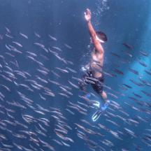 un homme nageant dans l'eau avec un banc de poissons