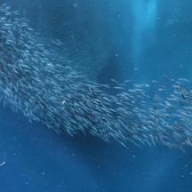 un grand groupe de poissons nageant dans l'océan