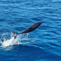 en delfin, der hopper op af vandet i havet