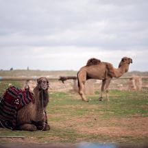 a woman standing next to two camels in a field