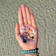 a hand with a bunch of shells on it