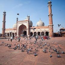 a flock of pigeons in front of a building