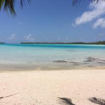 a beach with blue water and a palm tree