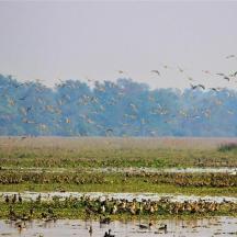 a flock of birds flying over a body of water