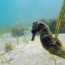 a seahorse sitting on the sand in the ocean