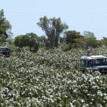 a field of white flowers with a car in it