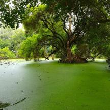 a tree in the middle of a green field