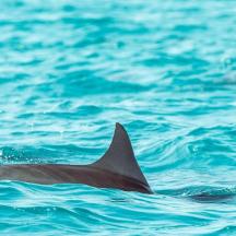 a group of dolphins swimming in the water