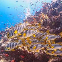 a group of fish on a coral reef