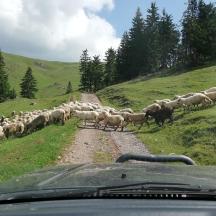 a herd of sheep crossing a dirt road