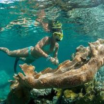 a person swimming in the water near a reef
