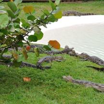 a group of snakes in the grass next to a body of water