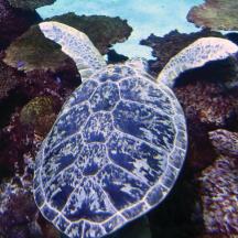 a green sea turtle swimming in the ocean
