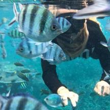 a person in the water with a group of fish
