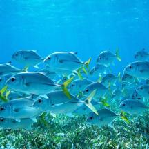 eine Herde blauer Fische, die im Ozean schwimmen