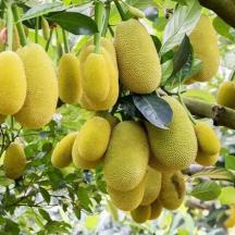 a bunch of kiwi fruit hanging from a tree