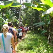 a group of people walking down a path in the jungle