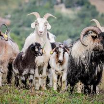 sekumpulan kambing berdiri di padang