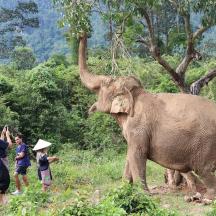 a group of people looking at an elephant in a field