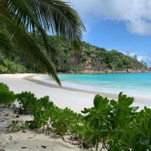 a beach with a palm tree and the ocean