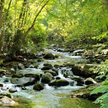 aliran air dengan batu di dalam hutan