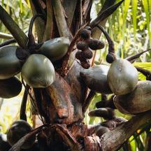a bunch of green fruit on a banana tree