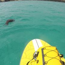 ein Mann, der im Wasser neben einem Brett im Wasser schwimmt