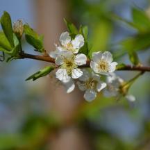 a branch of a flowering tree with white flowers