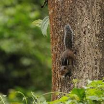 a squirrel climbing up the side of a tree