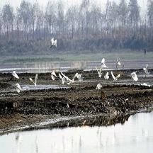 a flock of birds flying over a body of water