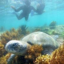 eine Schildkröte, die mit einer Person unter Wasser im Meer schwimmt