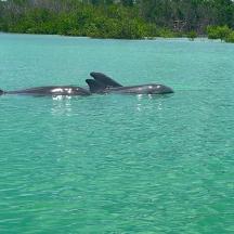 a group of three dolphins swimming in the water