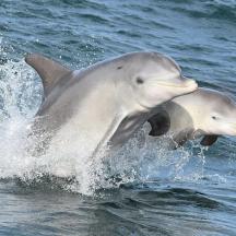 two dolphins are running in the water