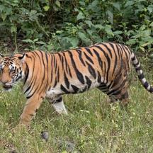 a tiger walking through a field of tall grass