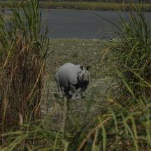 a sheep standing in the grass near a body of water
