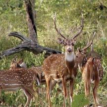 a group of deer standing in a field