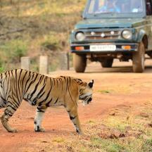 a tiger walking on a dirt road with a truck