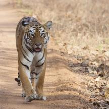 a tiger walking down a dirt road