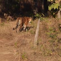 a tiger walking in the grass in a field
