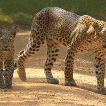 two leopards standing on a dirt road