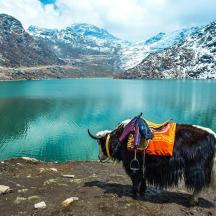a yak standing in front of a mountain lake